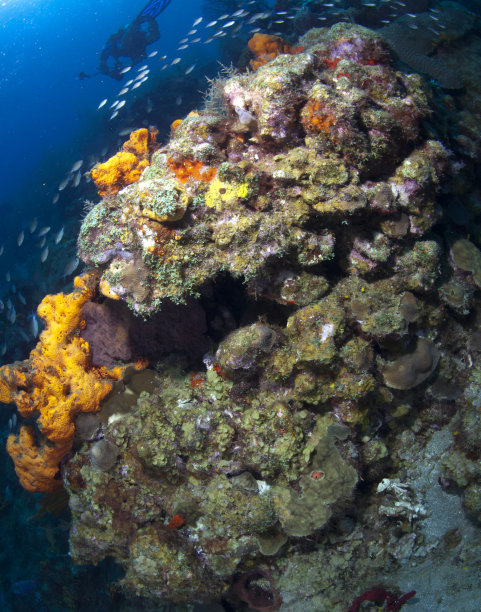 圣卢西亚珊瑚组图片下载