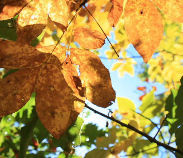 阳光下的落叶图片下载