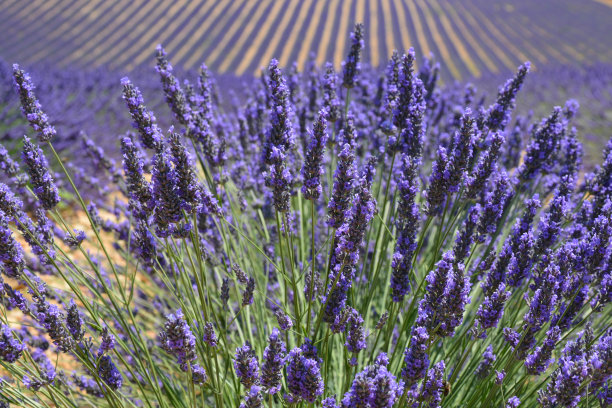 拉万德或普罗旺斯图片下载