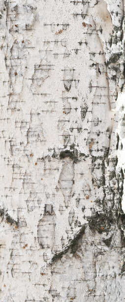 白桦树皮图片下载