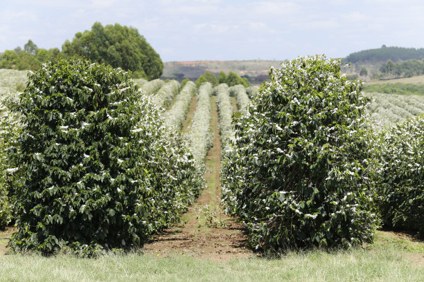 巴西的咖啡种植园图片下载