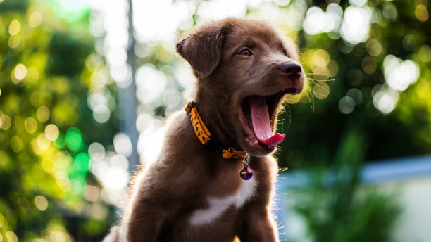 小狗打哈欠与散景的背景素材图片