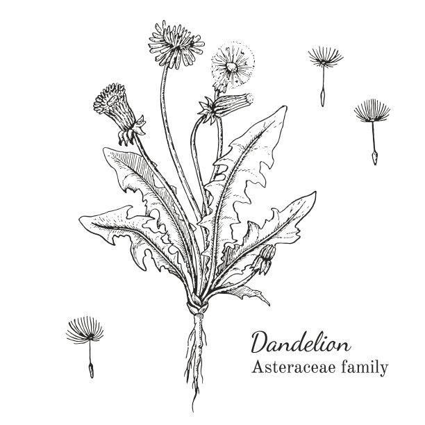 墨水蒲公英手绘草图图片下载