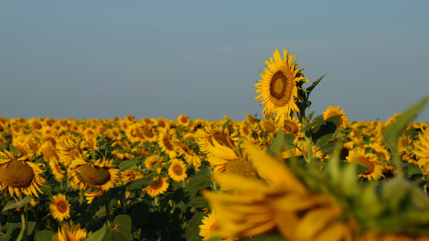 向日葵图片下载