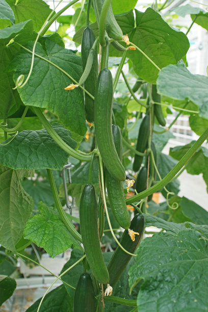 现代温室里的新鲜绿色黄瓜图片下载