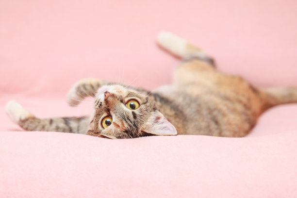 有趣的猫玩在粉红色的背景图片下载