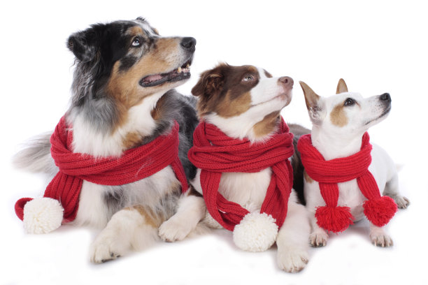 三只可爱的狗狗，披着红色的披肩，并排在一起图片下载