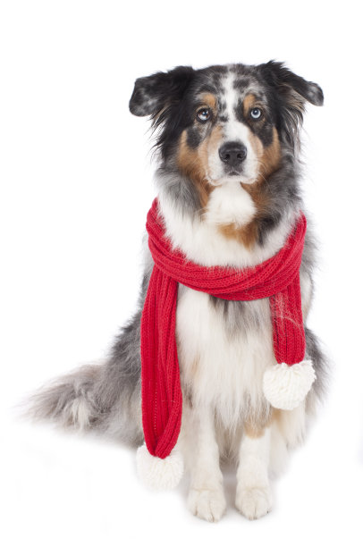 可爱的澳大利亚牧羊犬与圣诞围巾图片下载