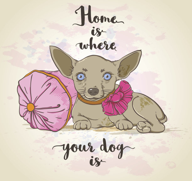 枕头上的小狗图片下载