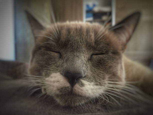 趴在腿上睡觉的猫图片下载