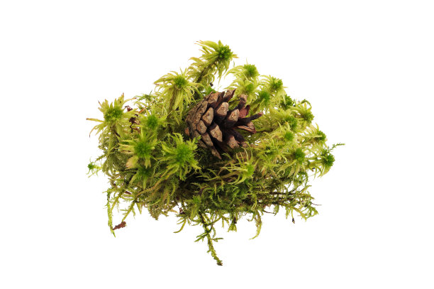 松果在苔藓中图片下载