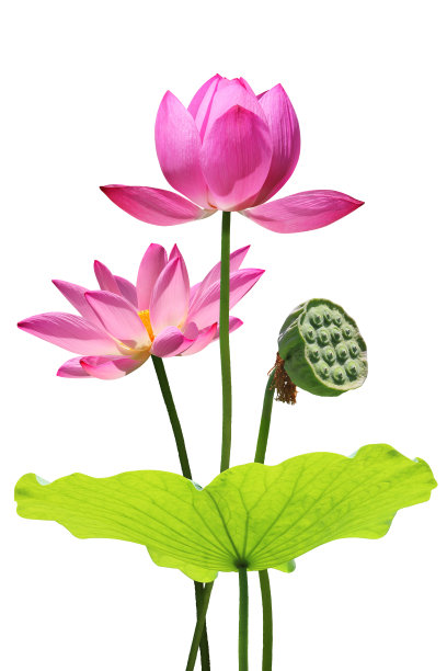 荷花和荷叶图片下载