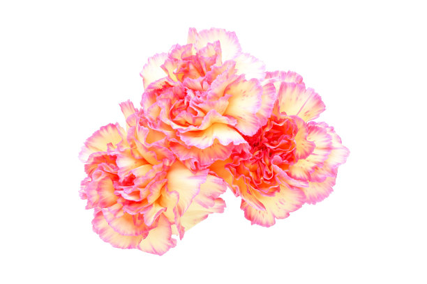 束康乃馨图片下载