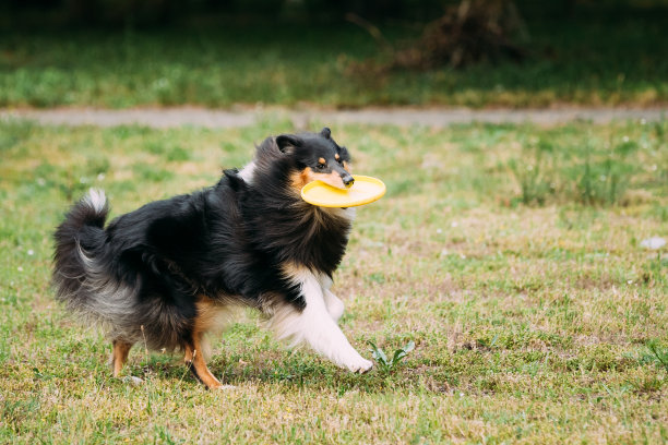 苏格兰粗毛长毛牧羊犬图片下载