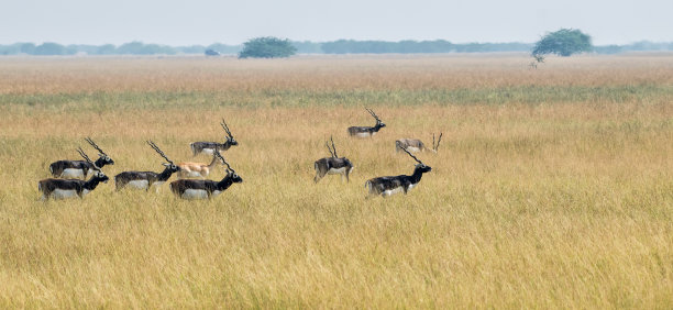 印度羚鹿群图片下载