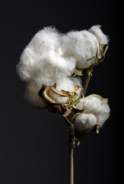 棉花图片下载