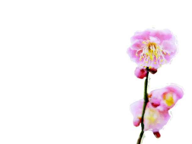 梅花插画右边的白色背景图片下载