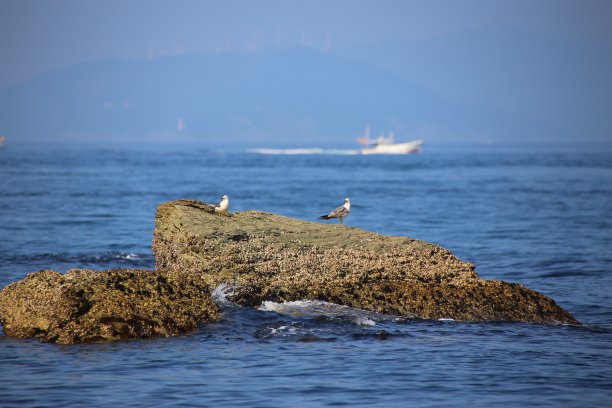 相关的大海和海鸥图片下载