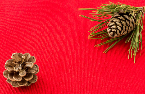 冬天的背景与松果和松树小枝图片下载