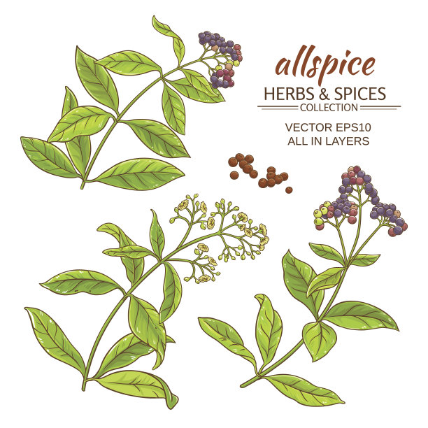 allspise向量组图片下载