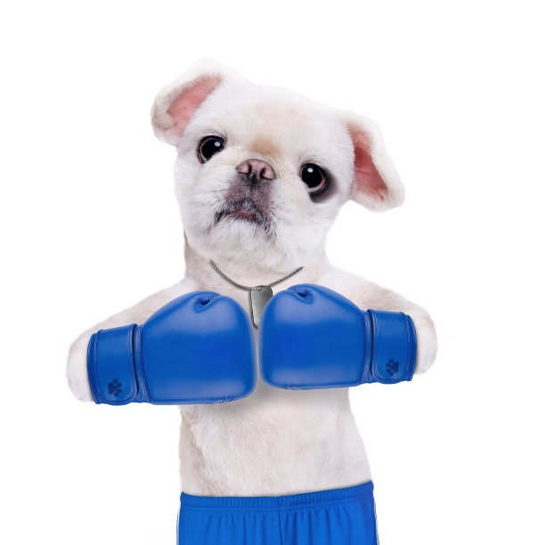 戴着蓝色大手套的狗拳击手。图片下载