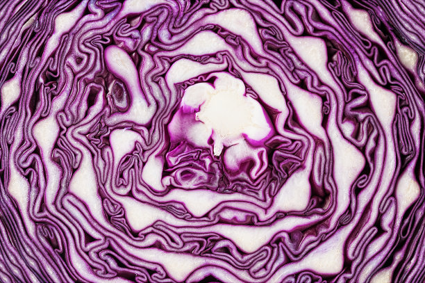 红色卷心菜，苏格兰羽衣甘蓝或紫色卷心菜的质地图片下载