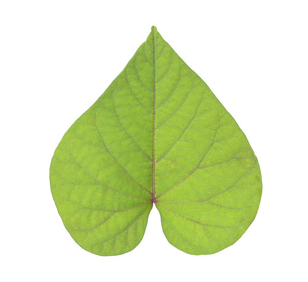 红薯叶图片下载