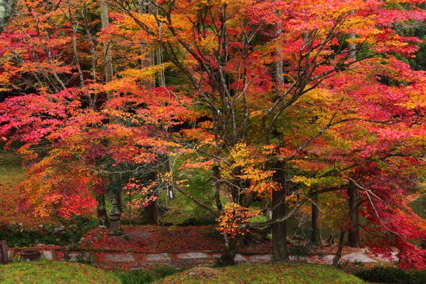 秋天树叶颜色图片下载