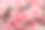 康乃馨照片素材ID：135936124