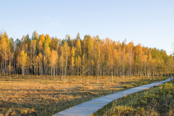 秋日白桦树黄叶蓝天。图片下载