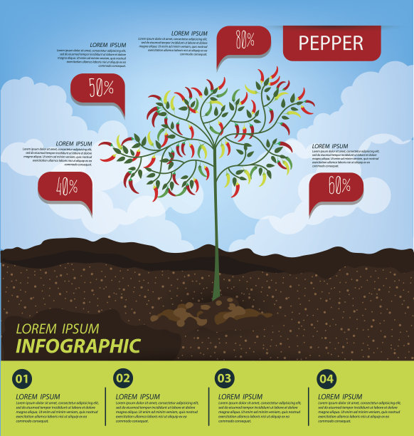 胡椒、图表。蔬菜矢量图图片下载