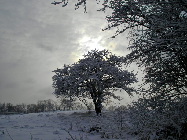 孤独的树图片下载
