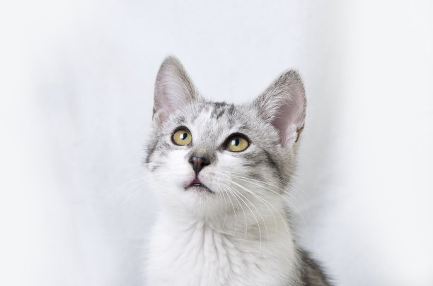 猫抬头图片下载