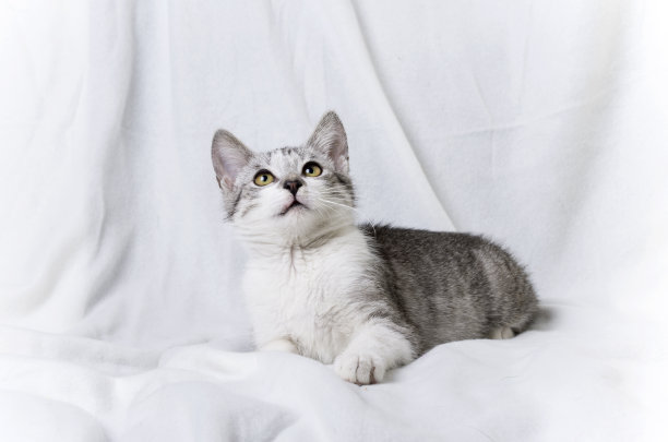 猫抬头图片下载