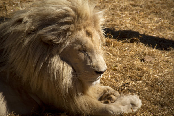 男白狮图片下载