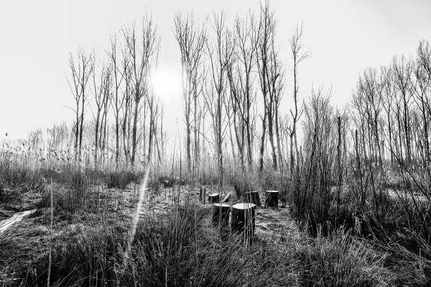 森林里的黑白树木图片下载