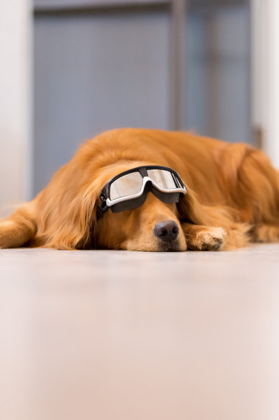 戴着护目镜的金毛猎犬图片下载