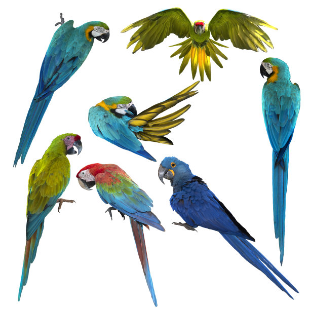 一组美丽的金刚鹦鹉，美丽的金刚鹦鹉图片下载