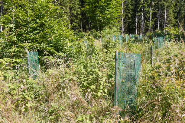 幼苗有覆盖保护。图片下载