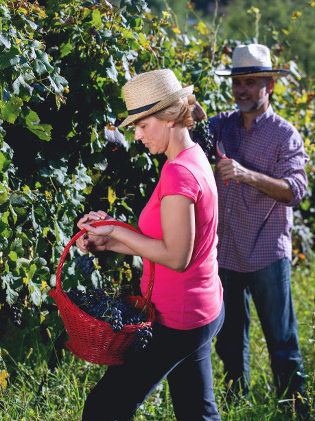 酿酒师在葡萄园采摘葡萄图片下载