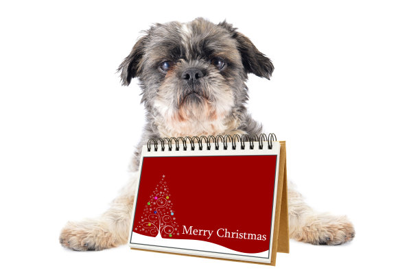 圣诞快乐，Shitsu狗图片下载