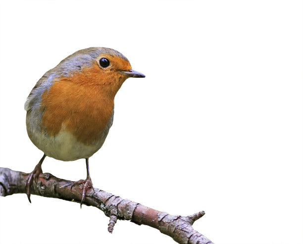 小鸣禽红知更鸟在白色孤立的背景上图片下载