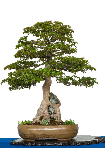 老三叉戟枫如盆景树图片下载