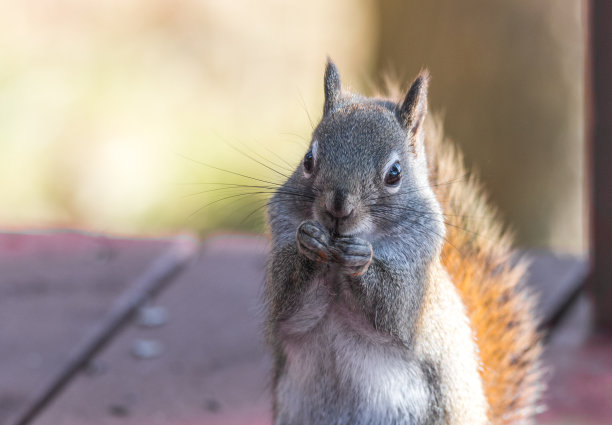可爱的红色松鼠，敏捷的林地小生物。素材图片