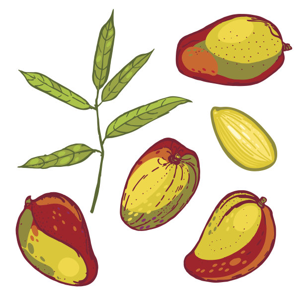 收集芒果水果。热带集。图片下载