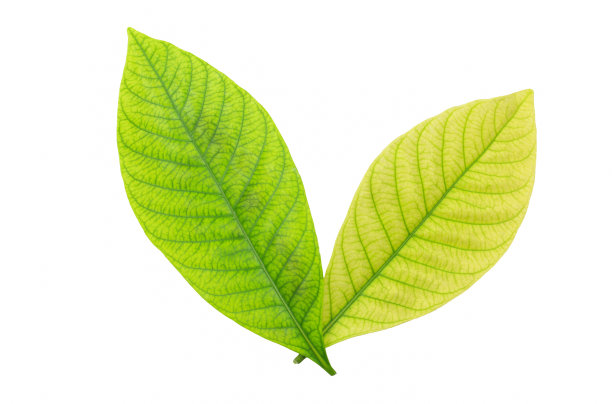 叶图片下载