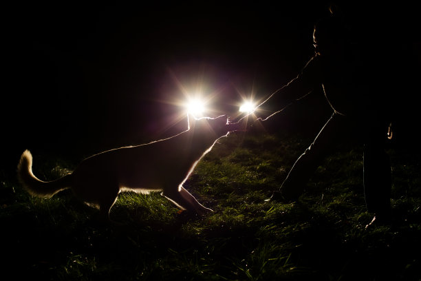 车灯下的人和狗的剪影图片下载