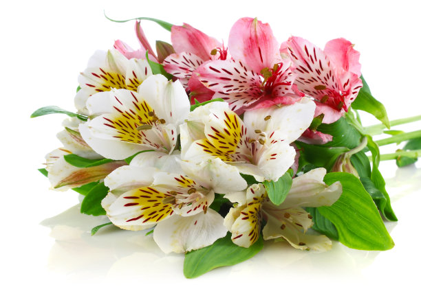 美丽的春天与绿叶的花束图片下载