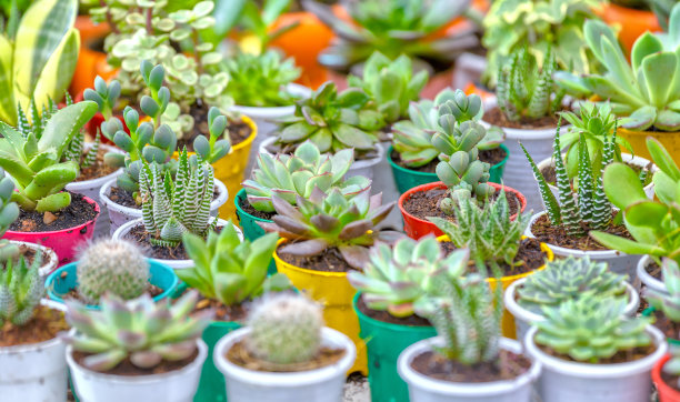 多汁花园盆栽仙人掌素材图片