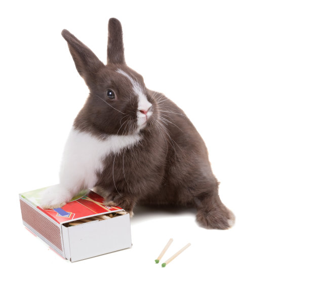 小矮人兔子坐在一盒火柴上。孤立在白色图片下载